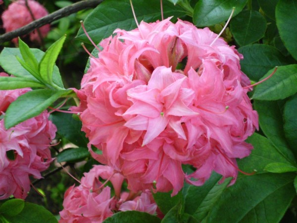 kugeliger Bluetenstand laubabwerfender Rhododendron Homebush