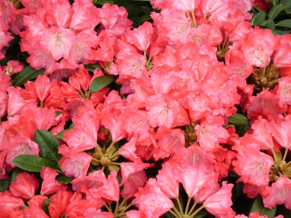 Morgenrot Rhododendron Yakushimanum Hybride