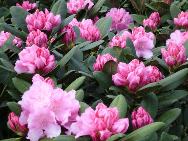 Rhododendron yakushimanum 'Silberwolke', weiß
