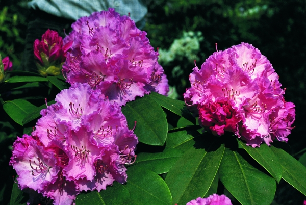 Rhododendron Rosa Millennium
