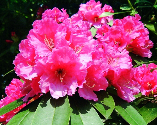Rhododendron Rosa Traum