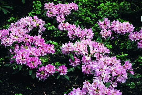 Rhododendron Rosa Wolke