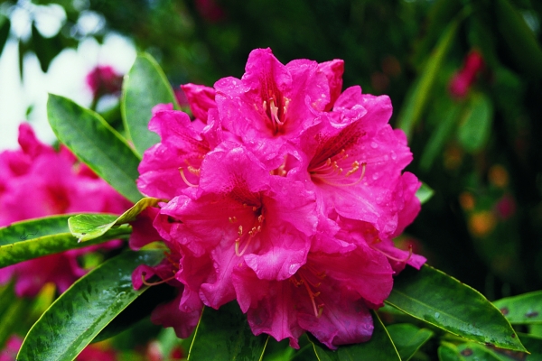 Rhododendron Rosenrot
