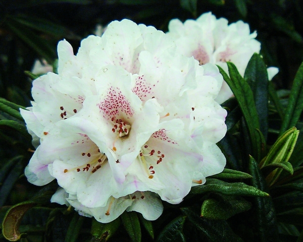Rhododendron roxieanum var. oreonastes