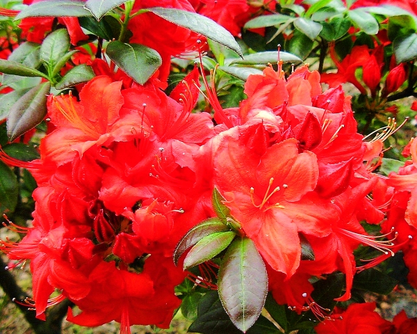 orangerote Blueten sommergruene Rhododendron Royal Command