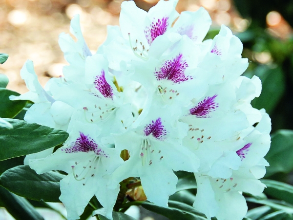 Rhododendron Schneeauge