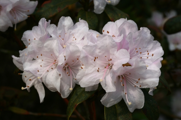 Rhododendron Schneekoppe, Foto: Odo Tschetsch