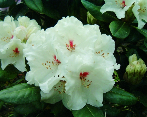 Rhododendron Schneespiegel