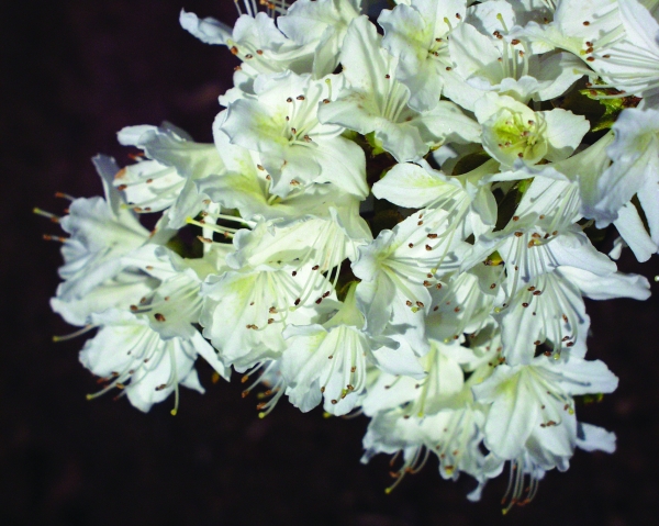 Rhododendron Schneewittchen