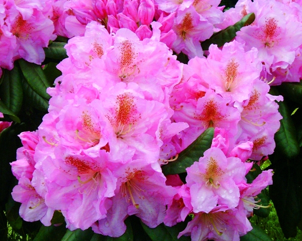 Rhododendron Scintillation