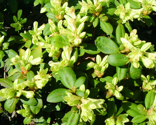 Rhododendron Shamrock