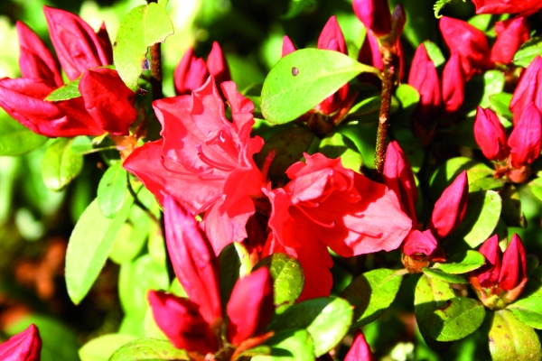 Rhododendron Signalgluehen, Photo: Odo Tschetsch