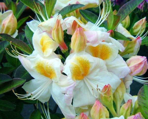 weisse Blueten mit leuchtend gelben Fleck Rhododendron Silver Slipper