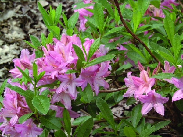 rosa Blueten Rhododendron Soir de Paris