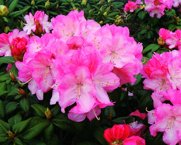 Rhododendron Stadt Essen