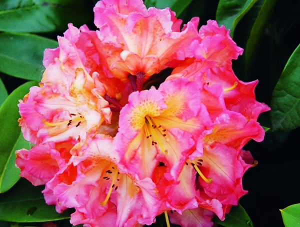 Rhododendron Sun Fire