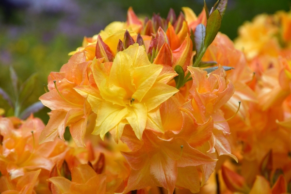 gelb orange gefuellte Blueten Rhododendron Sun Star, sommergruen