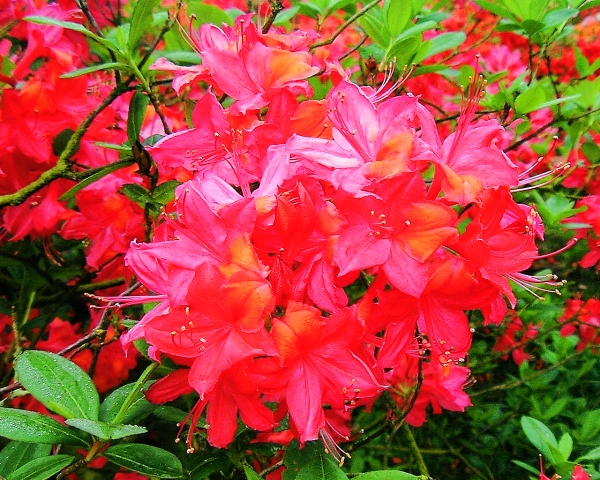 rotrosaorange Blueten Rhododendron Tunis