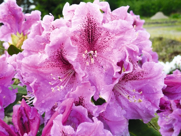 Rhododendron Violette Funken