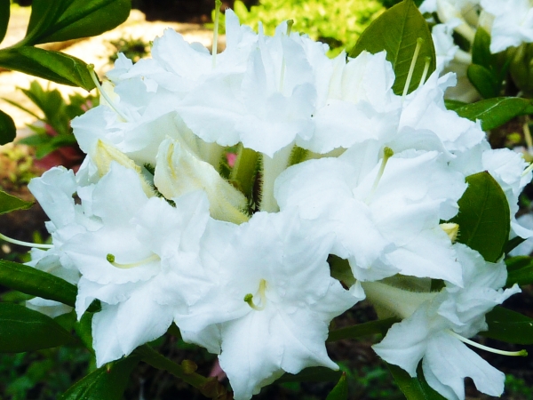 weisse Blueten Rhododendron Whitethroat, Gartenazalee