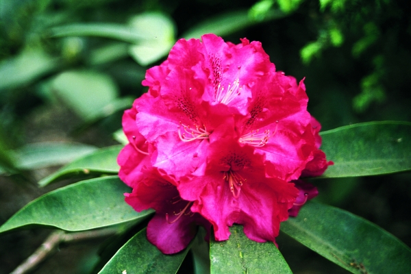Rhododendron Wilgen's Ruby