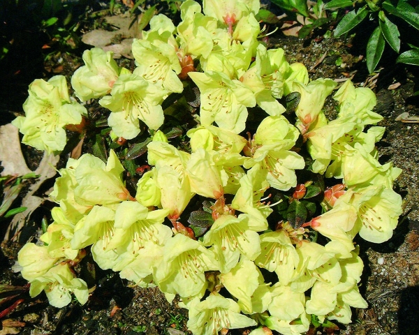 Rhododendron Wren