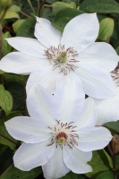 Clematis 'Miss Bateman'