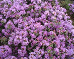 Rhododendron 'Blue Wonder', blau