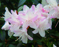Rhododendron 'Ginny Gee', zartrosa
