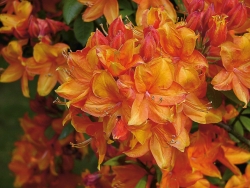 Rhododendron Knap Hill Azalee 'Golden Eagle' - orange