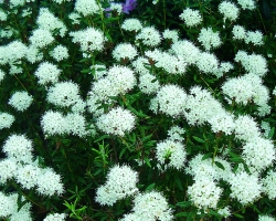 Rhododendron 'groenlandicum', weiß