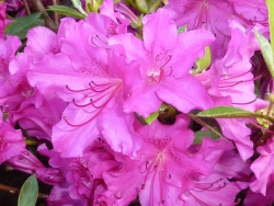 Rhododendron obt. 'Blue Danube' - Jap. Azalee, violett