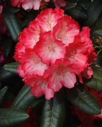 Rhododendron yakushimanum 'Fantastica', rosarot