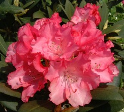 Rhododendron yakushimanum 'Pußtafeuer', dunkelrosa