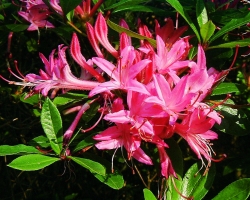 Rhododendron viscosum Azalee - weissrosa, duftend